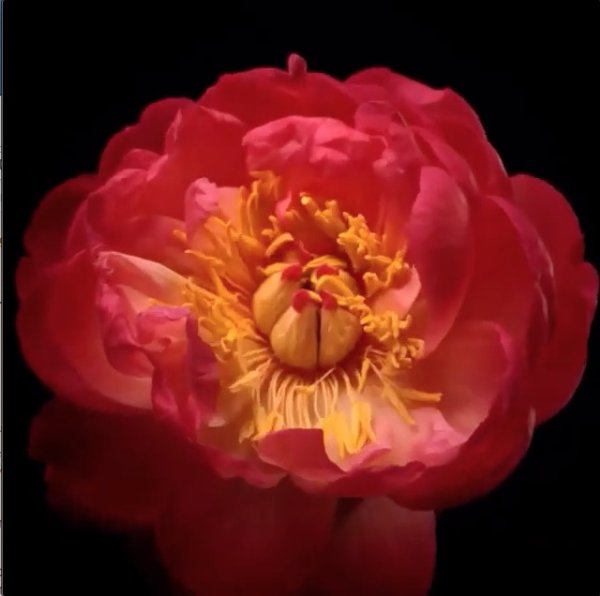 Impossible de lire la video